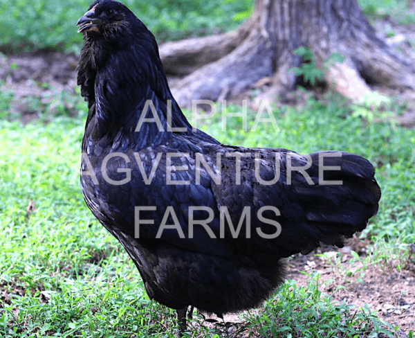 Buy Ameraucana Pullet for Sale in the Philippines