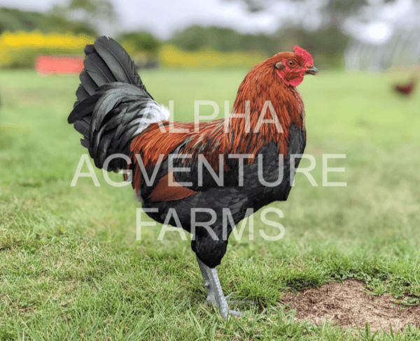 Buy Ameraucana Rooster for Sale in the Philippines