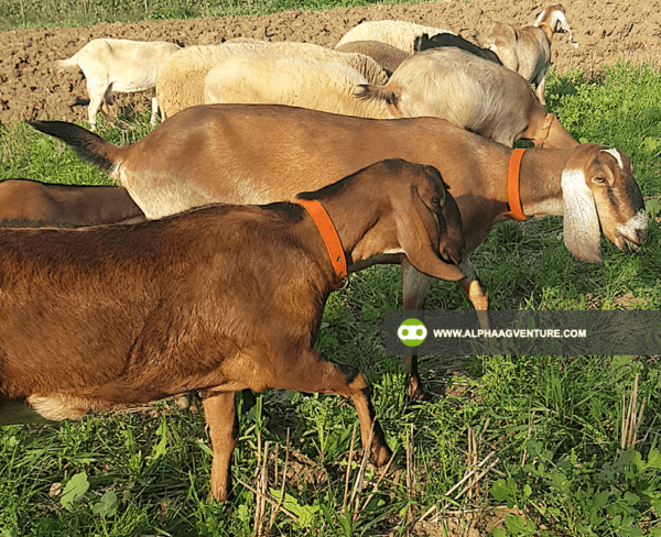 Buy Anglo-Nubian Goats for Sale from Alpha Agventure Farms