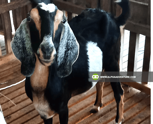 Buy Anglo-Nubian Goats for Sale from Alpha Agventure Farms