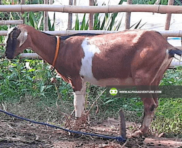 Buy Anglo-Nubian Goats for Sale from Alpha Agventure Farms