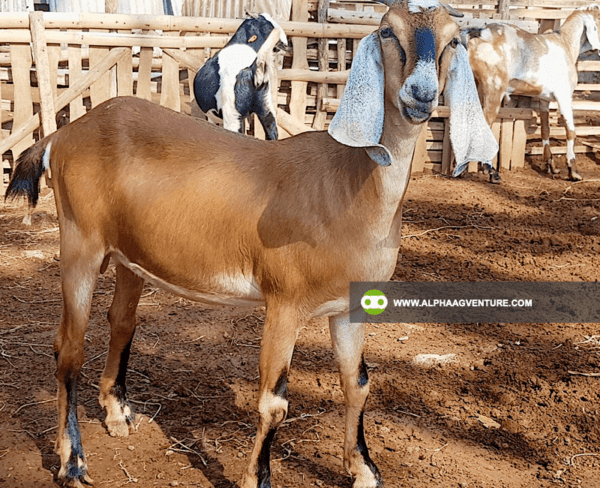 Buy Anglo-Nubian Goats for Sale from Alpha Agventure Farms