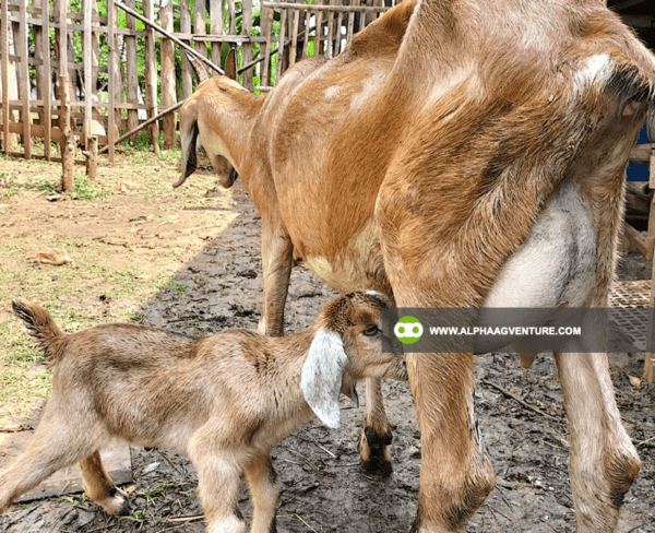 Buy Anglo-Nubian Goats for Sale from Alpha Agventure Farms