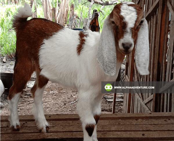 Buy Anglo-Nubian Goats for Sale from Alpha Agventure Farms