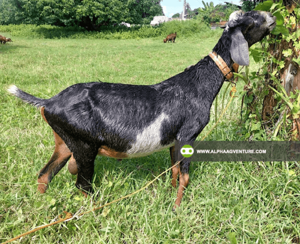 Buy Anglo-Nubian Goats for Sale from Alpha Agventure Farms