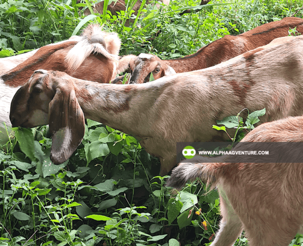 Buy Anglo-Nubian Goats for Sale from Alpha Agventure Farms