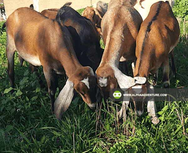 Buy Anglo-Nubian Goats for Sale from Alpha Agventure Farms