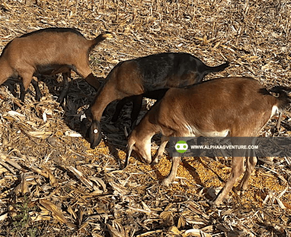 Buy Anglo-Nubian Goats for Sale from Alpha Agventure Farms