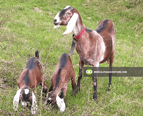 Buy Anglo-Nubian Goats for Sale from Alpha Agventure Farms