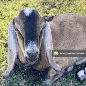 Buy Anglo-Nubian Goats for Sale from Alpha Agventure Farms