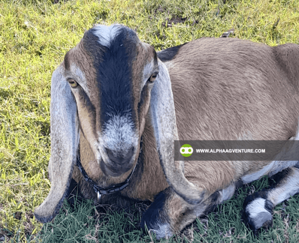 Buy Anglo-Nubian Goats for Sale from Alpha Agventure Farms