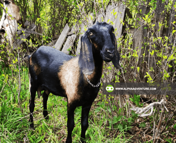 Buy Anglo-Nubian Goats for Sale from Alpha Agventure Farms