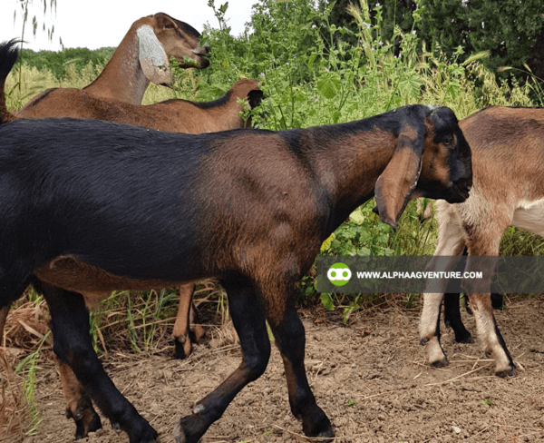 Buy Anglo-Nubian Goats for Sale from Alpha Agventure Farms