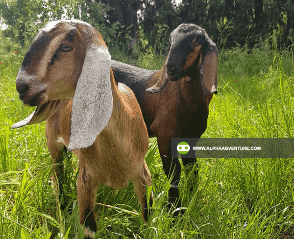 Buy Anglo-Nubian Goats for Sale from Alpha Agventure Farms