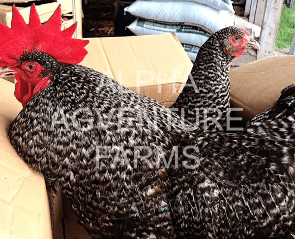 Buy Barred Plymouth Rock Chickens for Sale in the Philippines