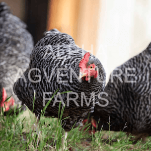 Buy Barred Plymouth Rock Chickens for Sale in the Philippines