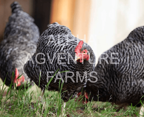 Buy Barred Plymouth Rock Chickens for Sale in the Philippines