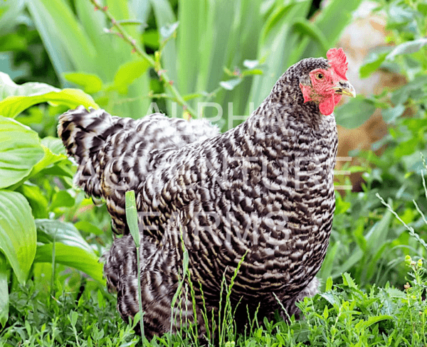 Buy Barred Plymouth Rock Hen for Sale in the Philippines