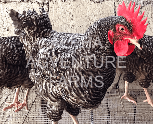 Buy Barred Plymouth Rock Rooster for Sale in the Philippines