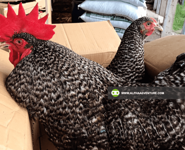 Buy Barred Plymouth Rock for Sale from Alpha Agventure Farms