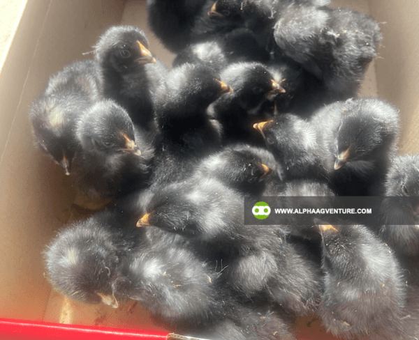 Buy Barred Plymouth Rock for Sale from Alpha Agventure Farms