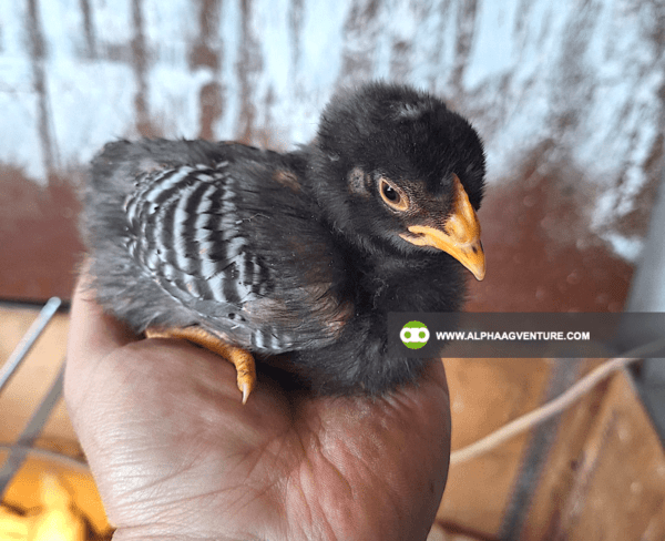 Buy Barred Plymouth Rock for Sale from Alpha Agventure Farms