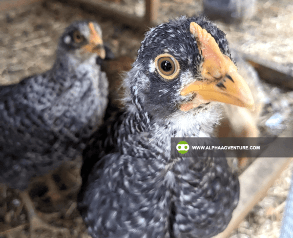 Buy Barred Plymouth Rock for Sale from Alpha Agventure Farms