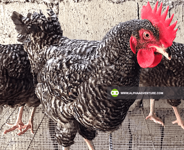 Buy Barred Plymouth Rock for Sale from Alpha Agventure Farms