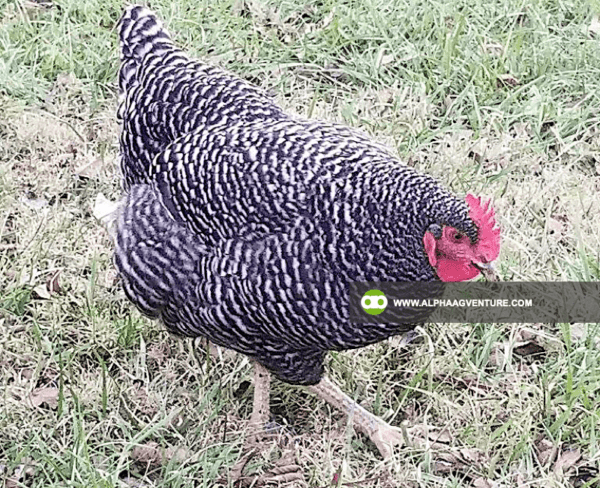 Buy Barred Plymouth Rock for Sale from Alpha Agventure Farms