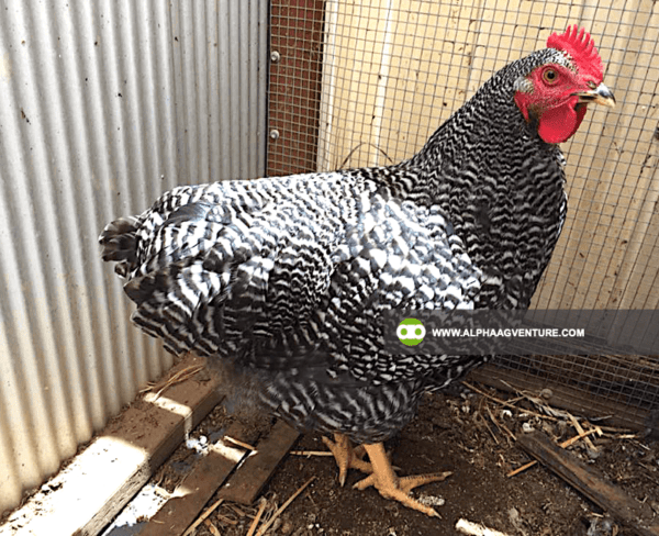 Buy Barred Plymouth Rock for Sale from Alpha Agventure Farms