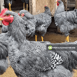 Buy Barred Plymouth Rock for Sale from Alpha Agventure Farms