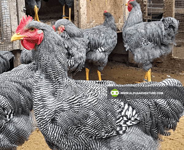 Buy Barred Plymouth Rock for Sale from Alpha Agventure Farms