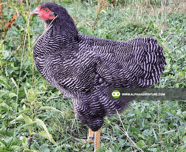 Buy Barred Plymouth Rock for Sale from Alpha Agventure Farms