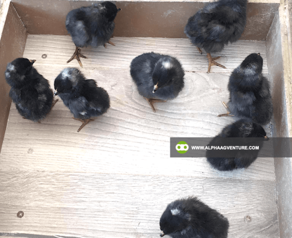 Buy Barred Plymouth Rock for Sale from Alpha Agventure Farms