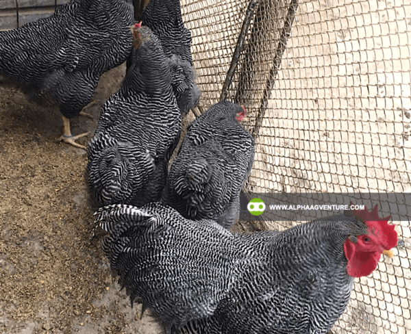 Buy Barred Plymouth Rock for Sale from Alpha Agventure Farms