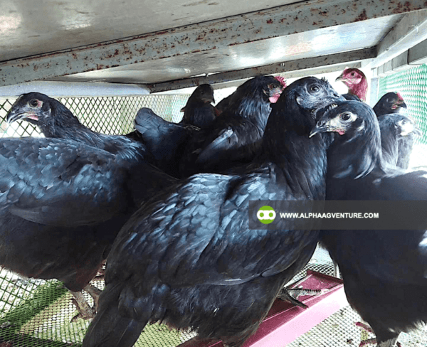 Buy Black Australorp Chickens for Sale from Alpha Agventure Farms