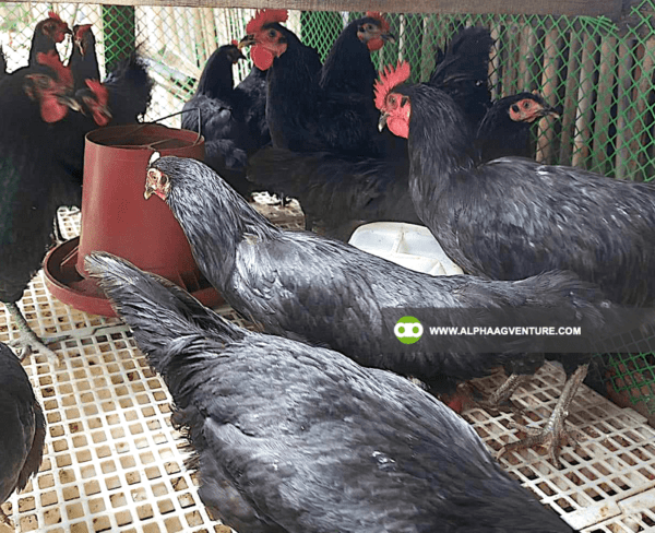 Buy Black Australorp Chickens for Sale from Alpha Agventure Farms