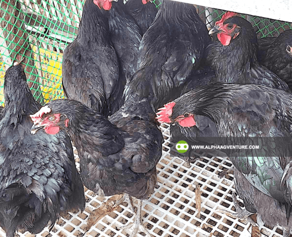 Buy Black Australorp Chickens for Sale from Alpha Agventure Farms