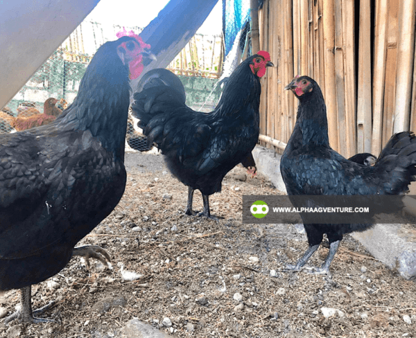 Buy Black Australorp Chickens for Sale from Alpha Agventure Farms