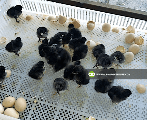 Buy Black Australorp Chickens for Sale from Alpha Agventure Farms