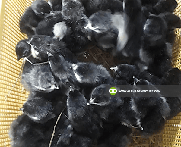 Buy Black Australorp Chickens for Sale from Alpha Agventure Farms