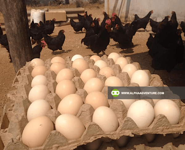 Buy Black Australorp Chickens for Sale from Alpha Agventure Farms