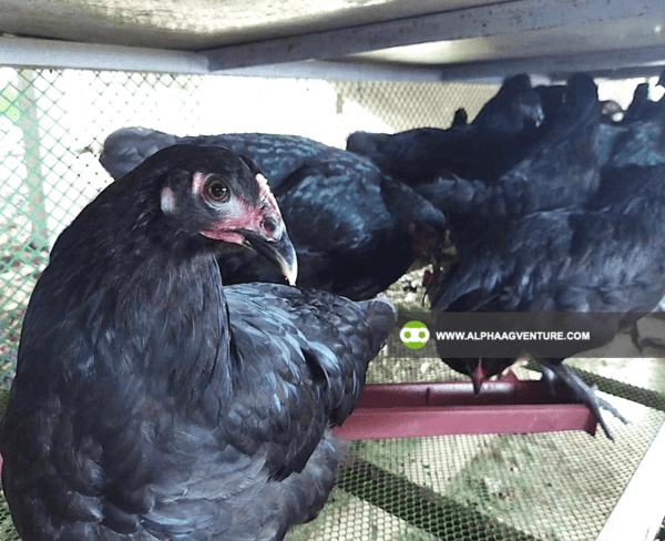 Buy Black Australorp Chickens for Sale from Alpha Agventure Farms