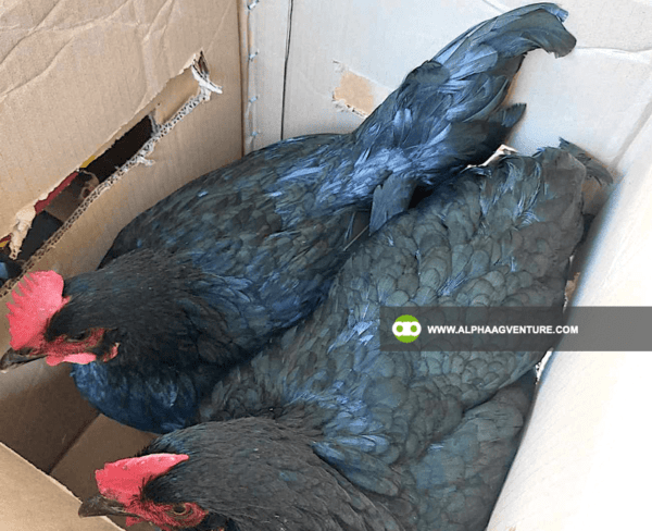 Buy Black Australorp Chickens for Sale from Alpha Agventure Farms