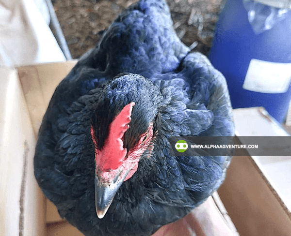 Buy Black Australorp Chickens for Sale from Alpha Agventure Farms