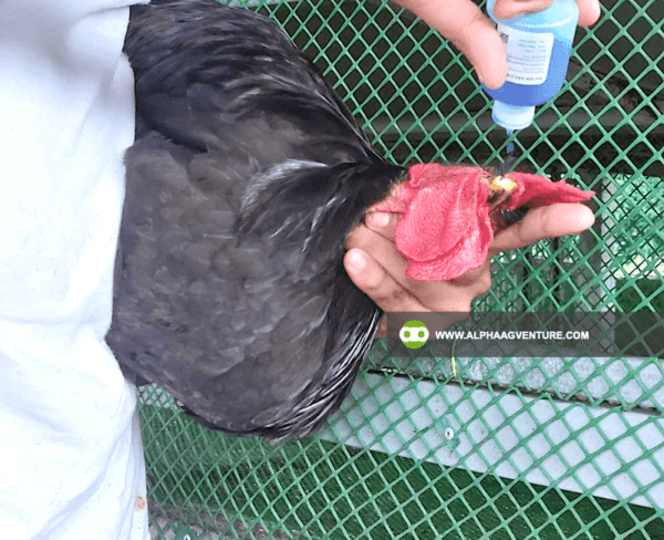 Buy Black Australorp Chickens for Sale from Alpha Agventure Farms