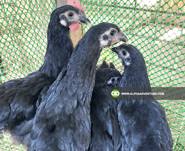 Buy Black Australorp Chickens for Sale from Alpha Agventure Farms