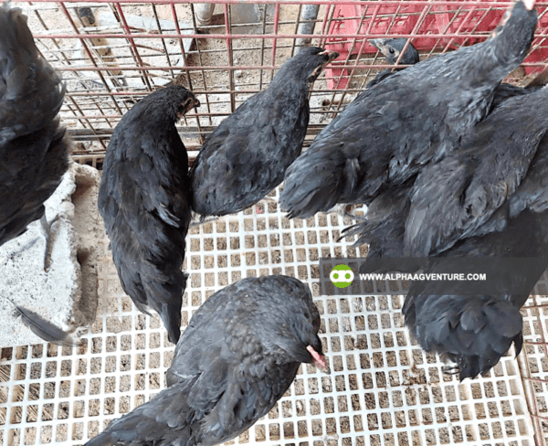 Buy Black Australorp Chickens for Sale from Alpha Agventure Farms