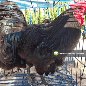 Buy Black Australorp Chickens for Sale from Alpha Agventure Farms