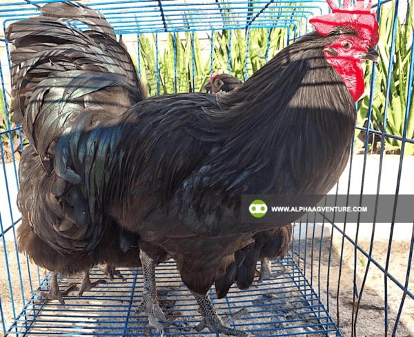 Buy Black Australorp Chickens for Sale from Alpha Agventure Farms